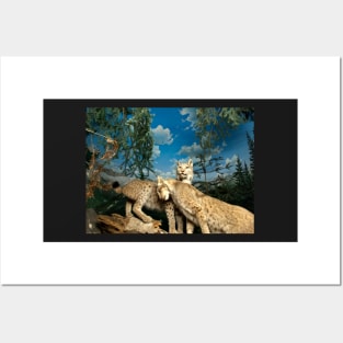 Natural environment diorama - two leopards Posters and Art